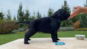 Flat coated retriever štěňata s PP - 3