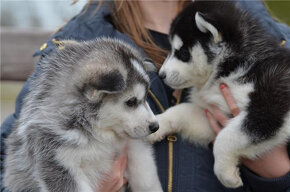 Szczenięta Siberian Husky - 3