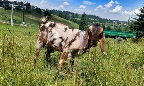 Koziołek 100% anglonubijski, kozioł anglonubijski - 3