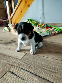 Jack Russell terrier - 3