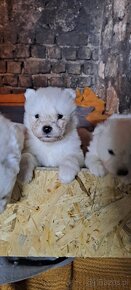 Szczeniaczki rasy samoyed samojed - 3