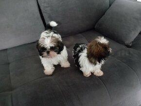 Szczeniaki shih tzu - 3