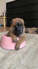 Owczarek belgijski - Malinois - 3