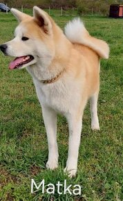 Akita inu - 3