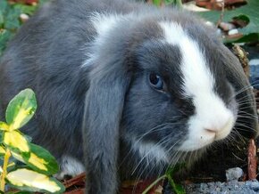 Cudowne samiczki mini lop niebieskie - 3