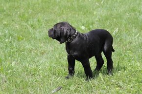 Presa Canario Dog Kanaryjski - 3