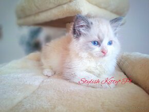 Ragdoll kotka hodowlana FiFe - 3