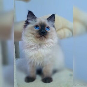 Ragdoll kocur hodowlany FiFe - 3