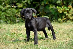 Cane Corso szczenięta FCI pedigree - 3