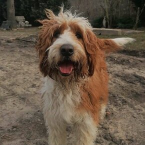 Owczarek i Pudel w jednym Aussiedoodle - 3