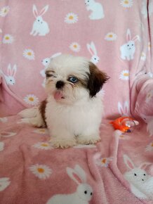 Shih tzu z rodowodem - 3