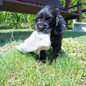 Cocer Spaniel Angielski - 3