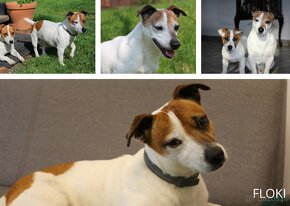 Jack Russell Terrier piesek - 3