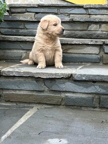 Szczenięta Golden Retriver - 3