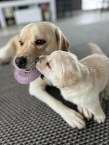 Piękny, rasowy szczeniak Labrador Retriever z rodowodem FCI - 3