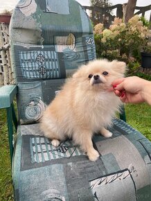 Beautiful Cream Female Pomeranian FCI - 3