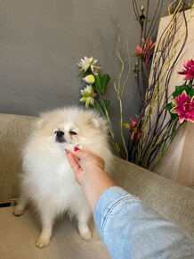 Beautiful Female Pomeranian FCI - 3