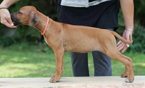 rhodesian ridgeback suczka - 3