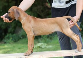 rhodesian ridgeback przepiekna suczka - 3