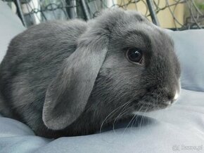 Niebieskie baranki mini lop samiczki - 3