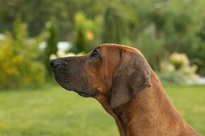 Piękne Rhodesian ridgeback - 3