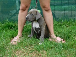 Szczenięta American Bully Xl - XXL Bloodline DDK9 - 3