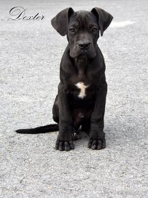 Cane Corso szczenięta FCI pedigree - 3