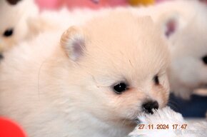 Pomeranian#FCI# - 3