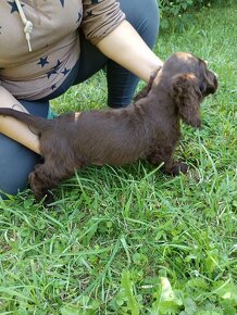 Czekoladowy pies cocker spaniel angielski - 3