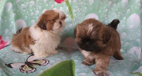 Shih Tzu - 3