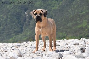 Cane Corso szczenięta FCI pedigree - 3