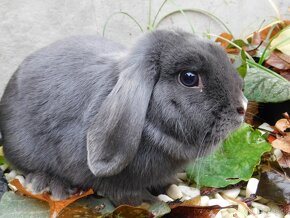 Niebieskie baranki mini lop - 3