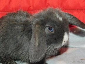 Cudowne baranki mini lop - 4