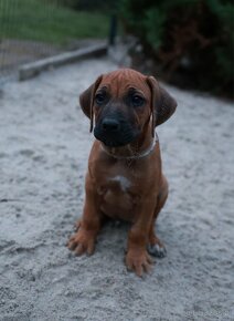 rhodesian ridgeback samiec - 4