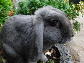 Niebieskie baranki mini lop - 4