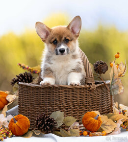 Welsh corgi pembroke - 4