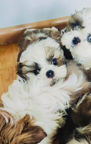 Shih tzu - 4