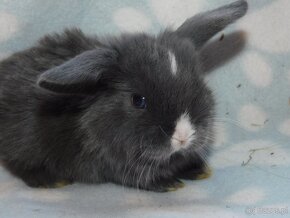 Niebieskie baranki mini lop - 4