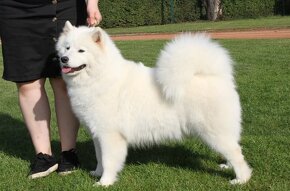 Szczenięta samoyed / samojed rasowe FCI ZKWP - 4