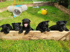 Skotský teriér - scottish terrier - 4