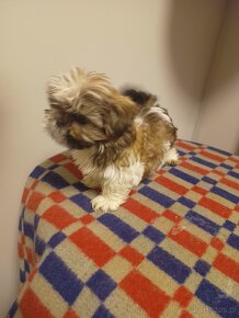 Sprzedam shih tzu pies - 4