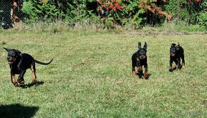 Szczenięta pinczera dobermana z rodowodem - 4