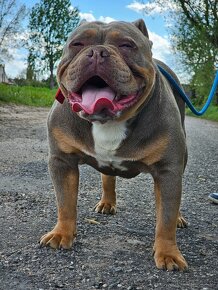 American Bully - 4