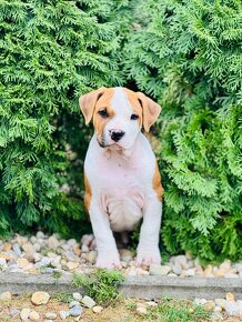 Amstaff - Americkí Stafordsirsky teriér - 4