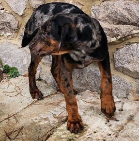 Louisiana Leopard,  Catahoula - 4