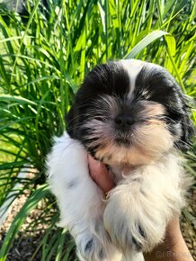 Shih Tzu gotowe do odbioru - 4