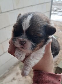 Shih tzu - 4