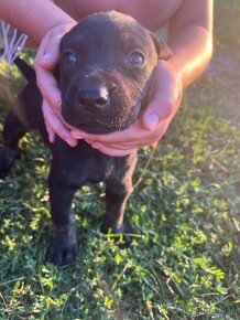 Labrador Retriever - 4