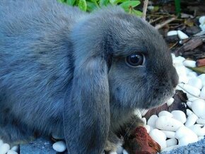 Samiczka niebieska mini lop - 4