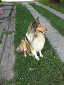 Owczarek szkocki collie długowłosy - 4